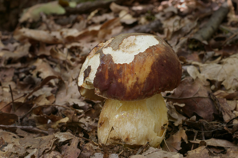 Boletus aereus